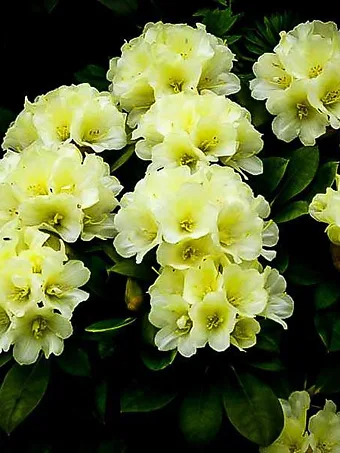 Lemon Dream Rhododendron