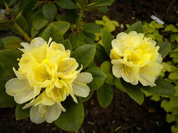 Lemon Dream Rhododendron