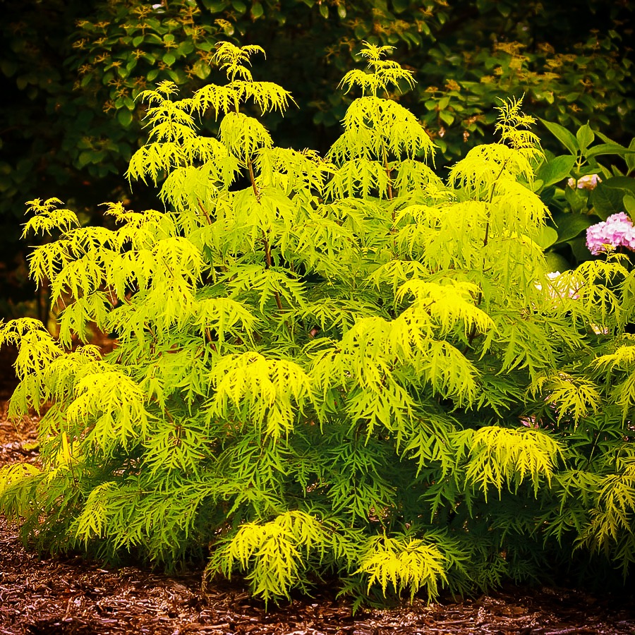 Lemony Lace Elderberry Shrubs For Sale Online The Tree Center