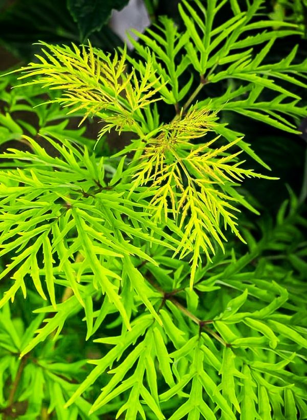 Lemony Lace Elderberry Shrubs For Sale Online The Tree Center