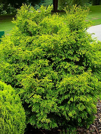 Lemon Twist Hinoki Cypress