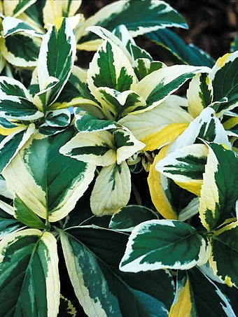 Lemon Wave Hydrangea