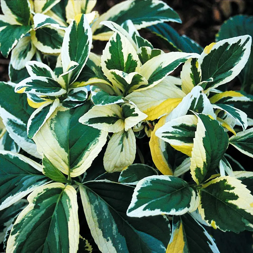 Image of Lemon wave hydrangea close up