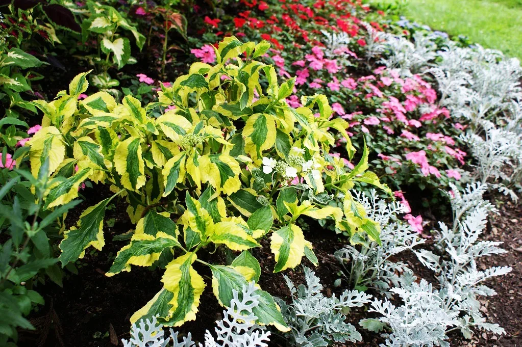 Image of Lemon wave hydrangea with other flowers