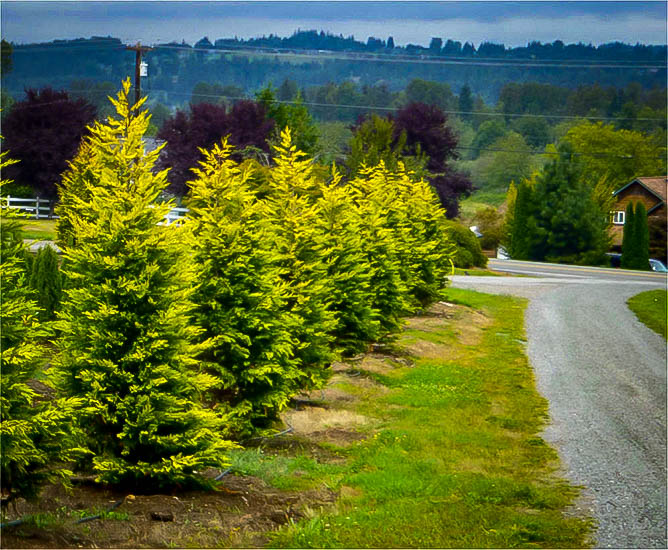 Gold Rider Leyland Cypress Trees For Sale The Tree Center