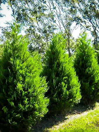 Green Arrow Alaskan Cedar Trees For Sale