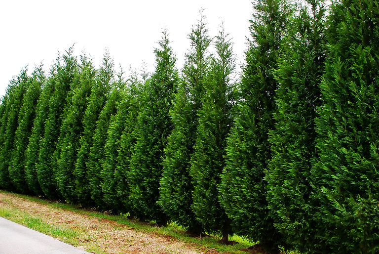 proper Planting Of Leyland Cypress Trees | The Tree Center