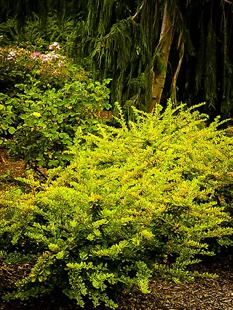 Lime Glow Japanese Barberry