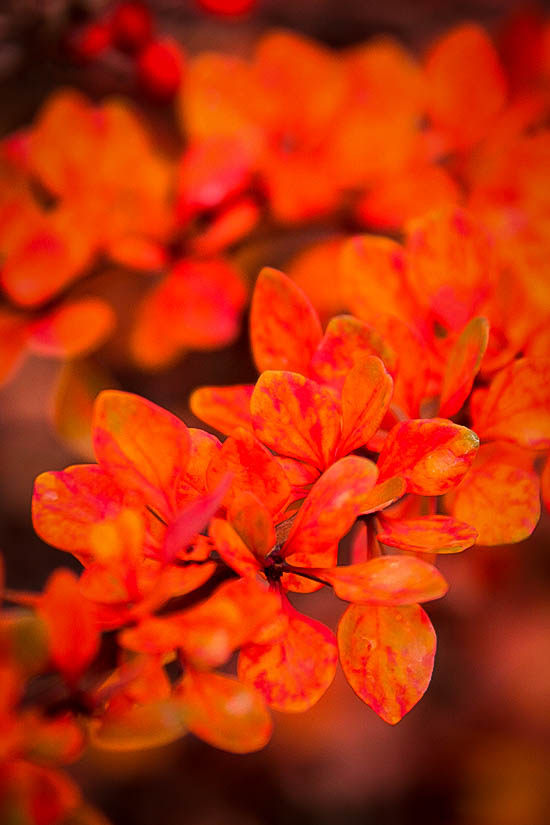 Lime Glow Japanese Barberry Shrubs For Sale | The Tree Center