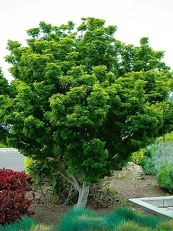 Lion's Head Japanese Maple