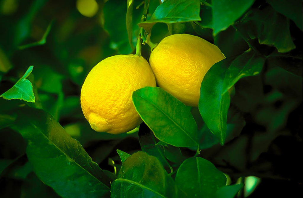 Lisbon Lemon Trees For Sale Online The Tree Center