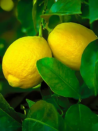 Lisbon Lemon Tree