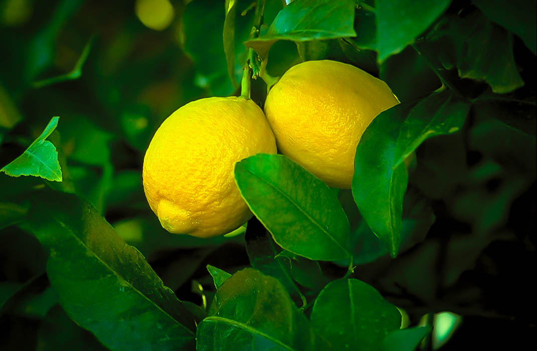 Lisbon Lemon Trees For Sale Online The Tree Center