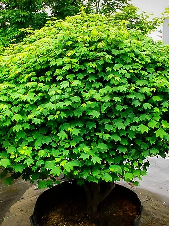 Little Gem Japanese Vine Maple