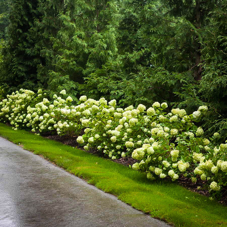 PROVEN WINNERS Little Lime Hardy Hydrangea Paniculata 40 OFF