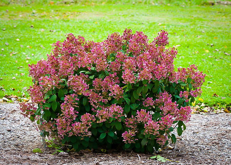 Little Quick Fire Hydrangea For Sale Online The Tree Center