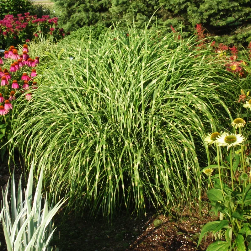 Dwarf Zebra Maiden Grass for Sale Online - The Greenhouse