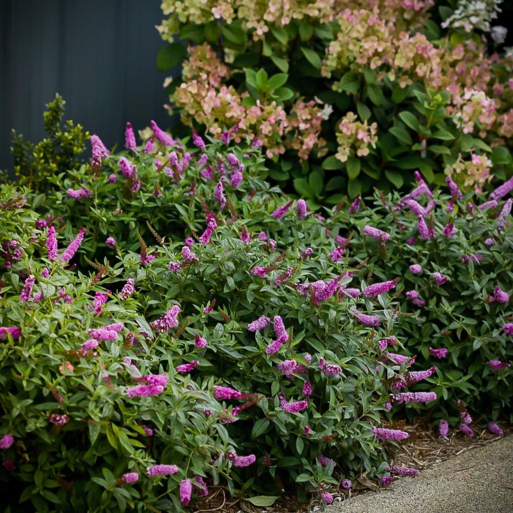 LO & BEHOLD® Pink Micro Chip Butterfly Bush The Tree Center