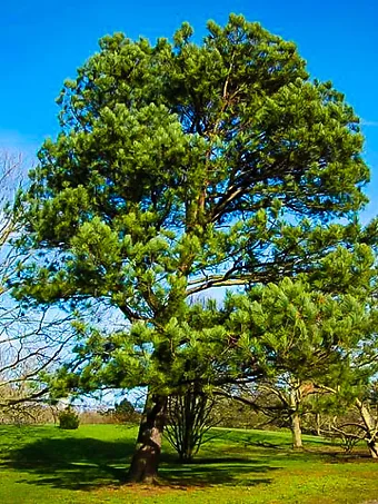 Loblolly Pine