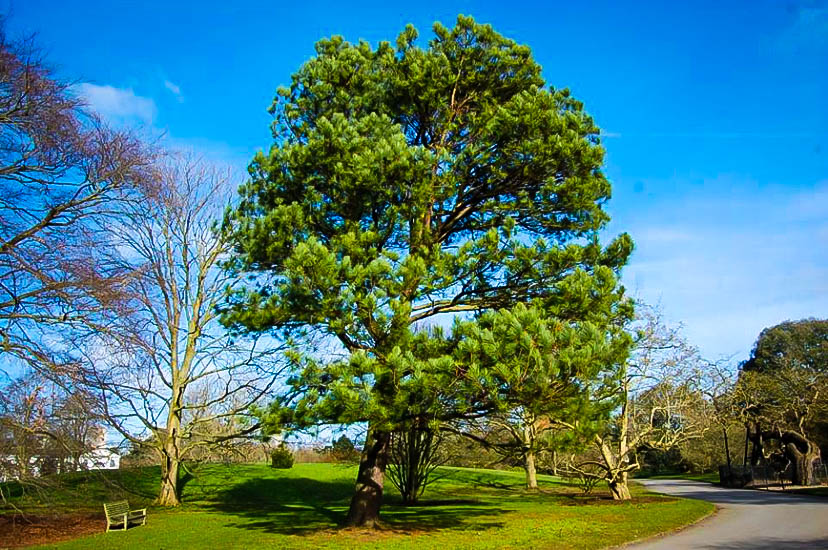 Loblolly Pine Trees For Sale Online The Tree Center