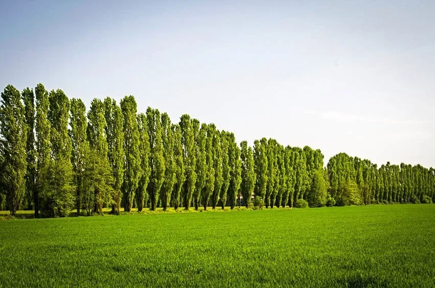 Lombardy Poplar Trees In Row