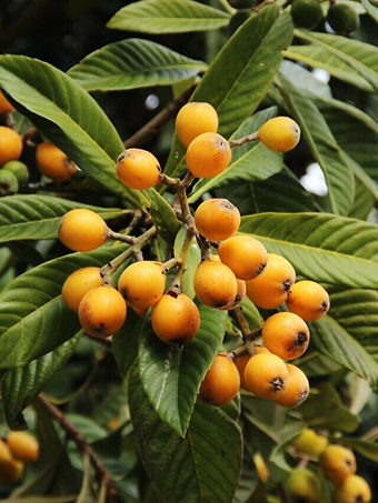Japanese Loquat Tree