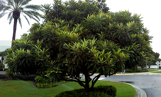 Loquat Tree For Sale Sacramento
