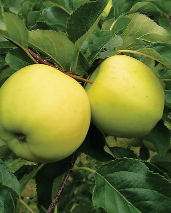 Dwarf Golden Delicious Apple Trees for Sale