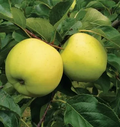 Luna Semi-Dwarf Apple Tree