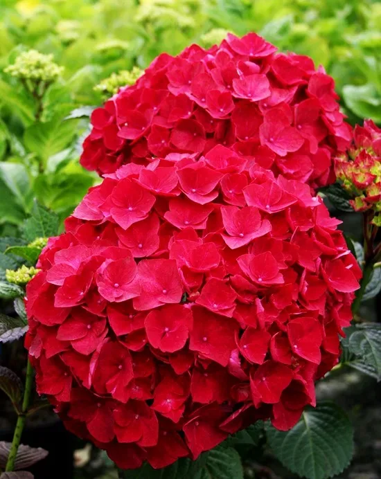 Image of Ruby Red Hydrangea in a Garden