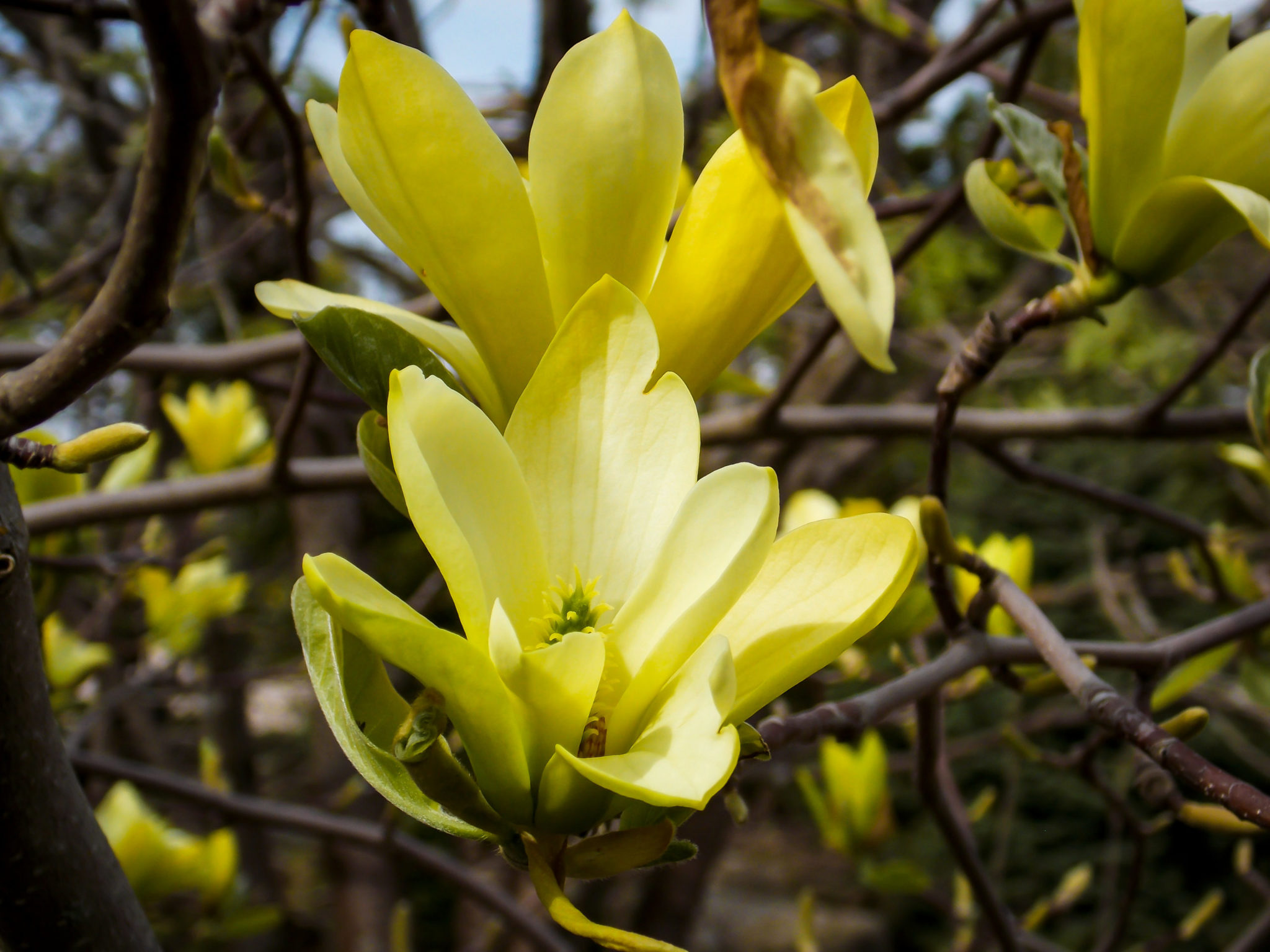 Butterflies Magnolia For Sale Online Buy HighQuality Butterflies