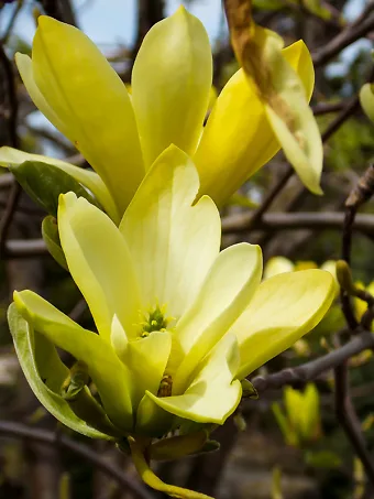 Butterflies Magnolia