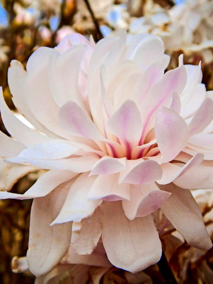 Ann Magnolia Trees For Sale Online The Tree Center