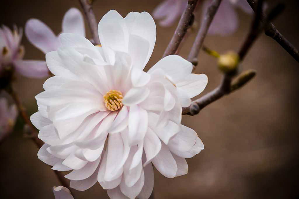 MAGNOLIA TOP - BLUSH main image 0