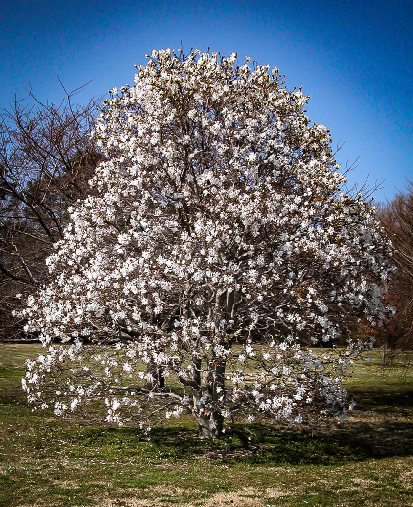 Centennial Blush Magnolia Trees For Sale The Tree Center