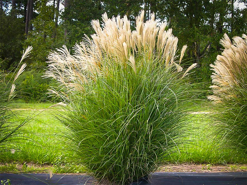 Maiden Grass For Sale Online | The Tree Center