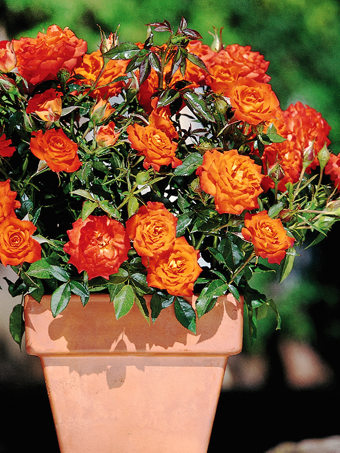 Mandarin Sunblaze® Miniature Rose