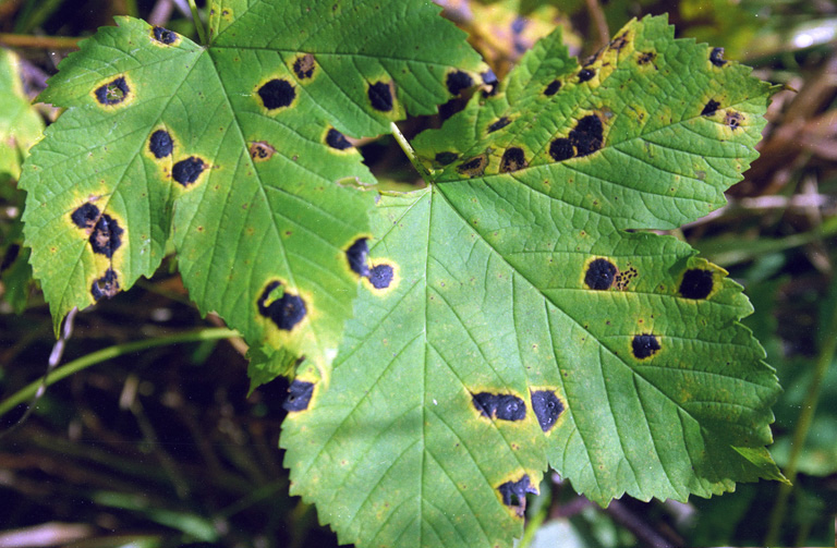Maple Leaf Tar Spot
