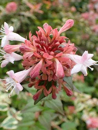 Mardi Gras Abelia