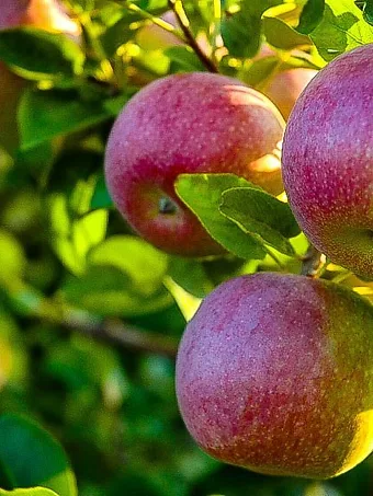 Online Orchards 3 ft. Red McIntosh Apple Tree with Scarlet Splashed Tart Fruit Great for Eating and Baking