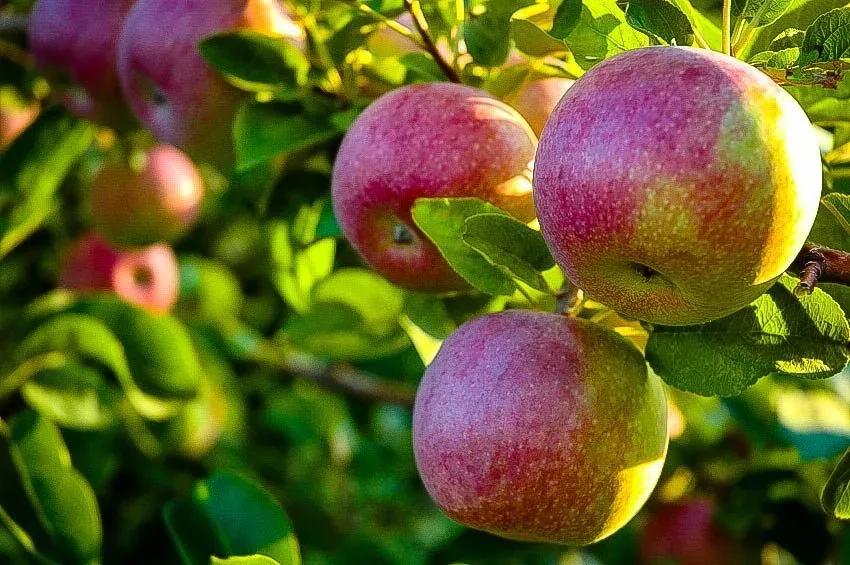 MacIntosh Apple, Apple Trees