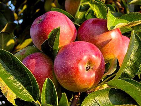 McIntosh Apple Tree