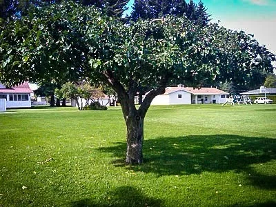 Apple Trees - McIntosh