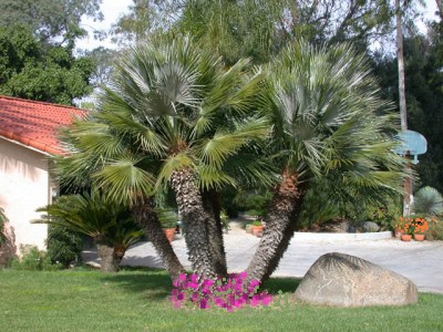 Learn How Fast and Tall Palm Trees Grow