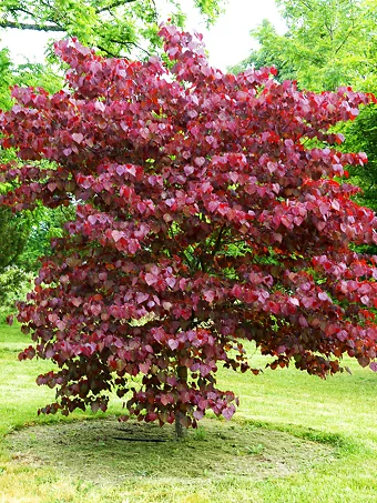 Merlot Redbud Tree