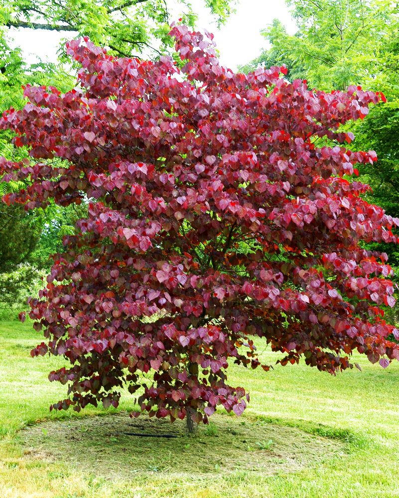 eastern redbud tree in summer