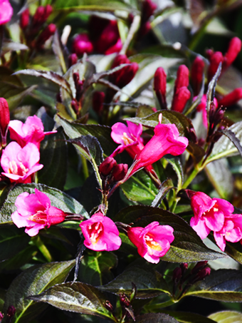 Merlot Rose Weigela