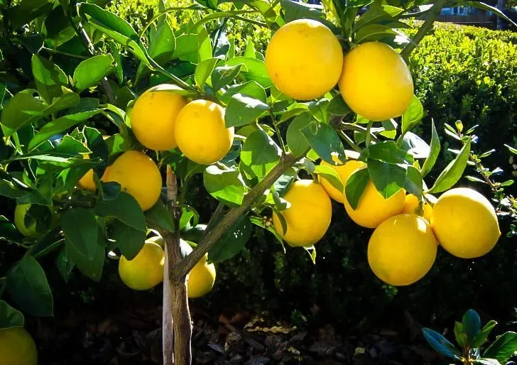 Dwarf Meyer Lemon Tree