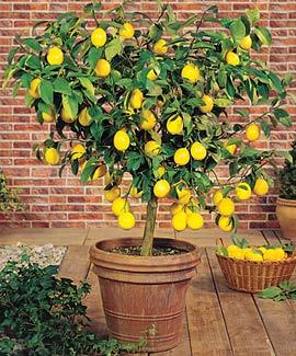 Yuzo Citron Trees For Sale Online