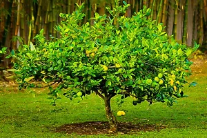 Fully Mature Meyer Lemon Tree